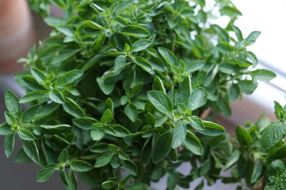 How To Grow Oregano in Containers