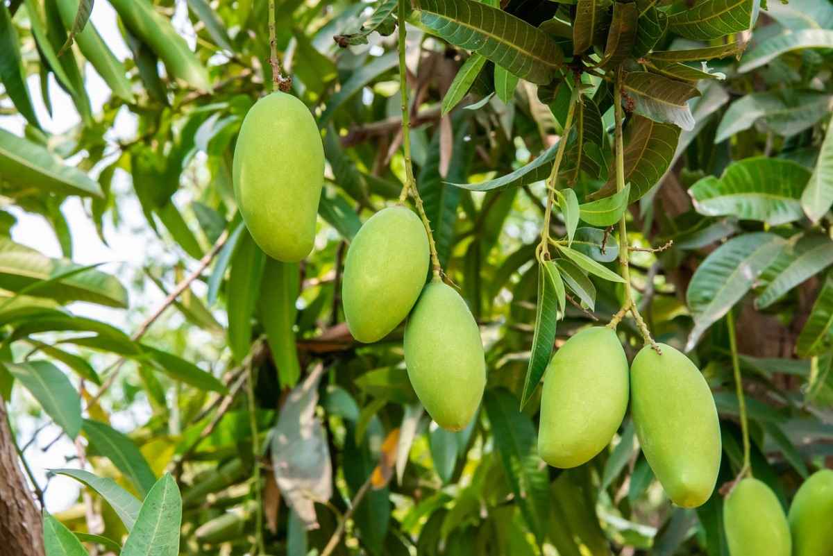 How To Start Mango Gardening