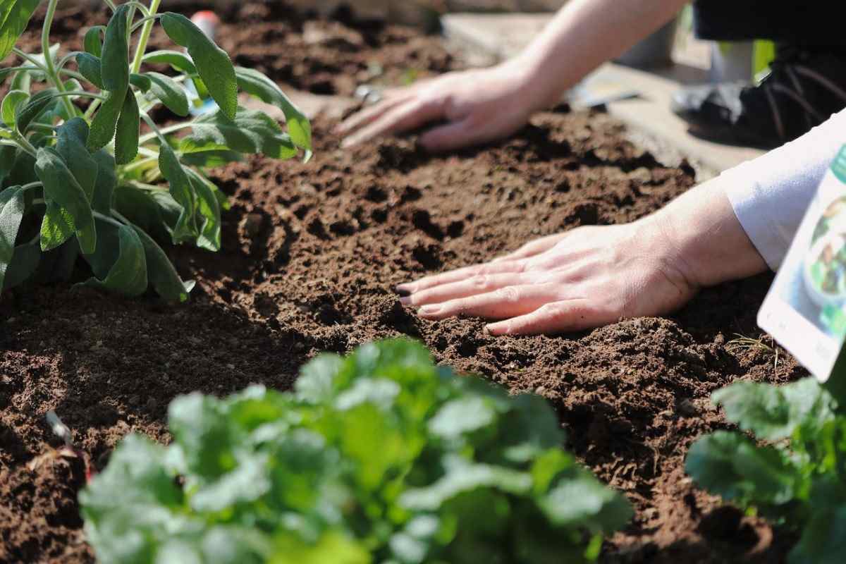 Best Garden Soil