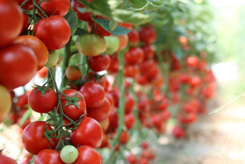 How to start tomato garden 
