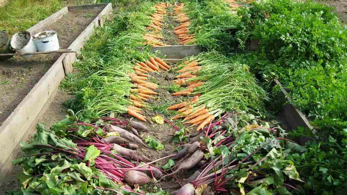 Backyard Vegetable Gardening In The Philippines Gardening Tips