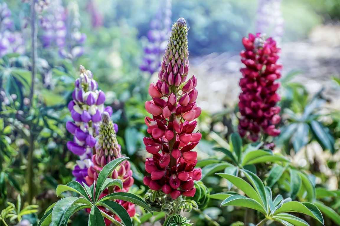 Lupin flower care