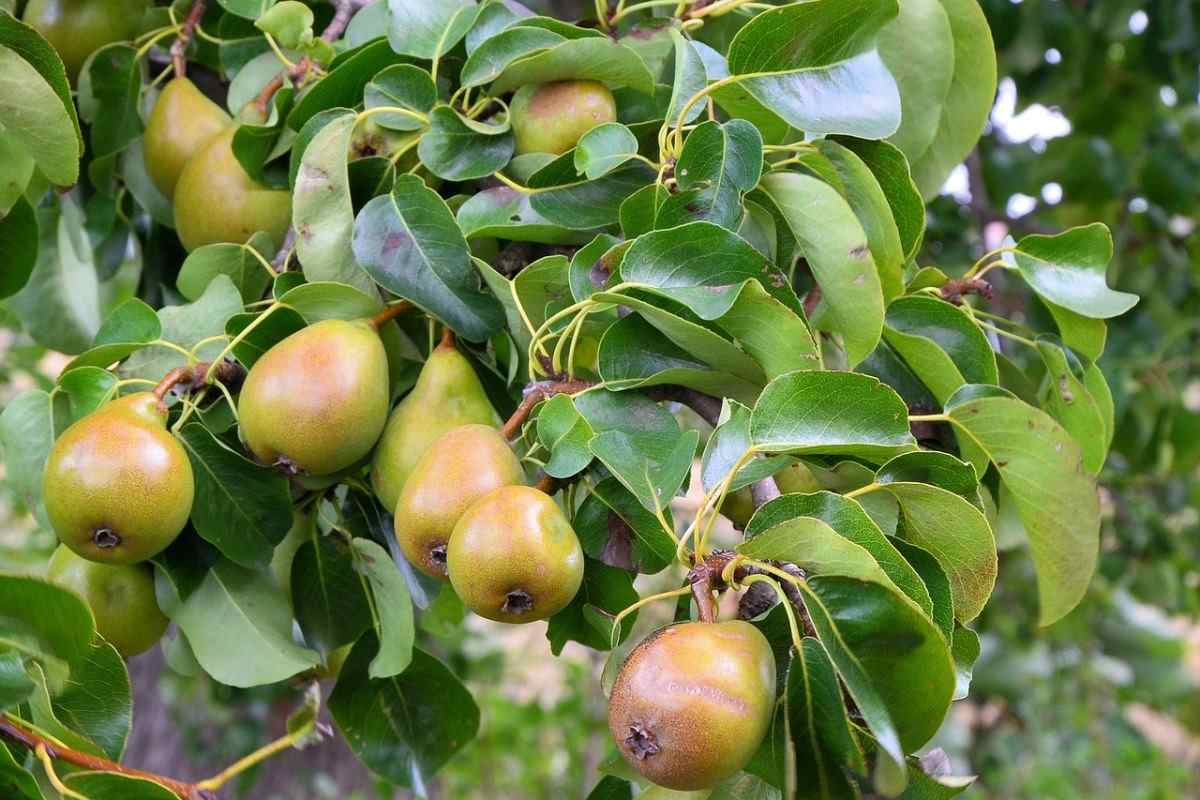 Lifespan of Pears Tree