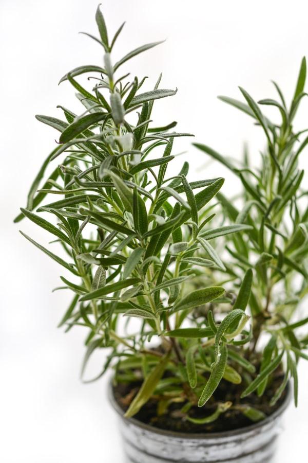 How to Grow Rosemary in Containers