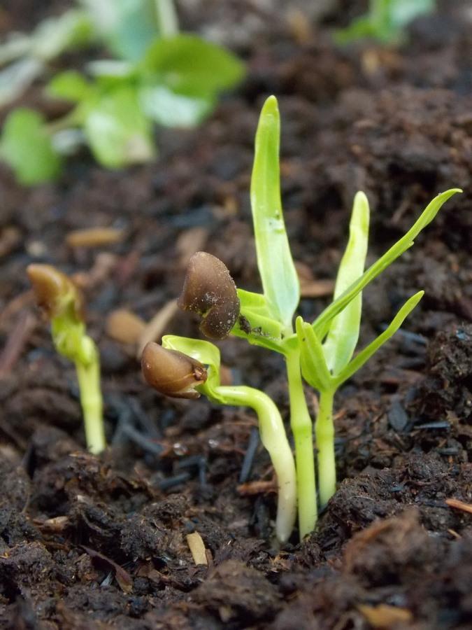 Reasons Why Your Seeds Are Not Germinating