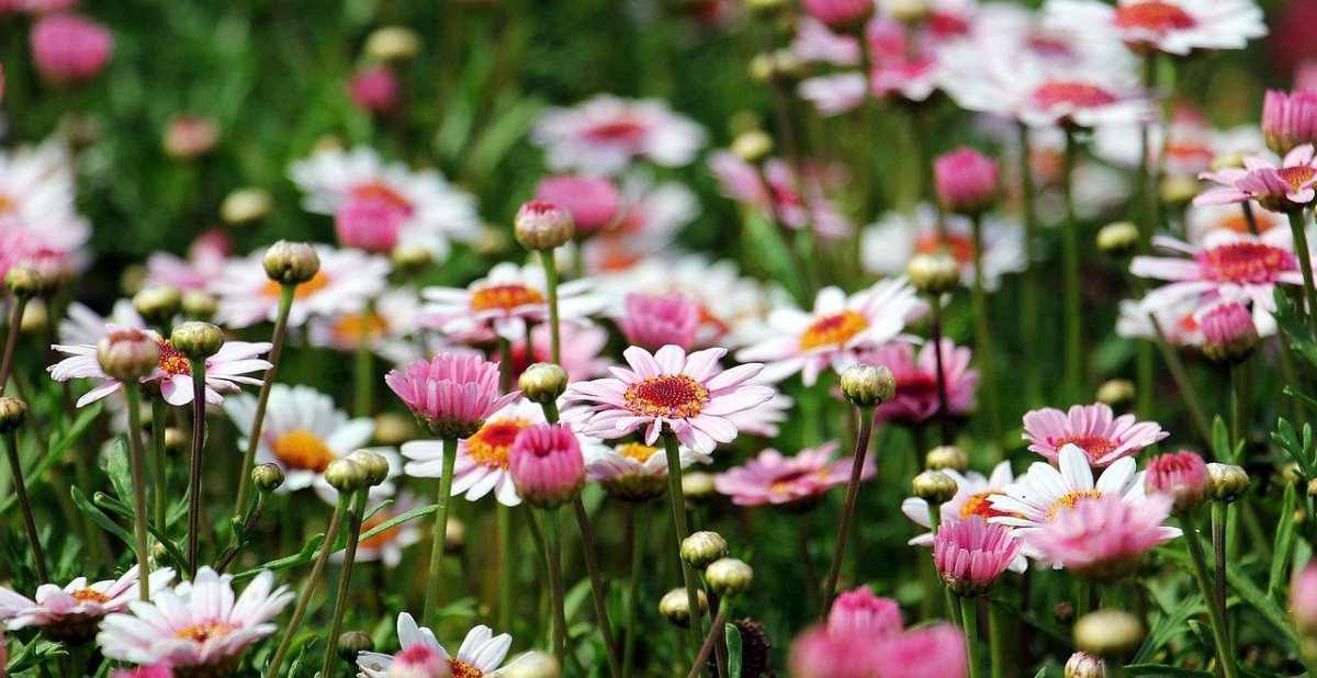 Flower Gardening Tips