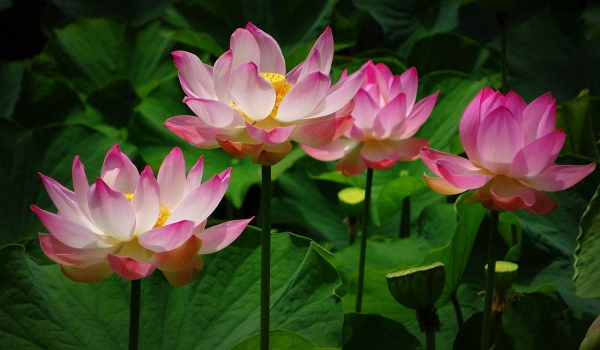 Growing Lotus Flowers