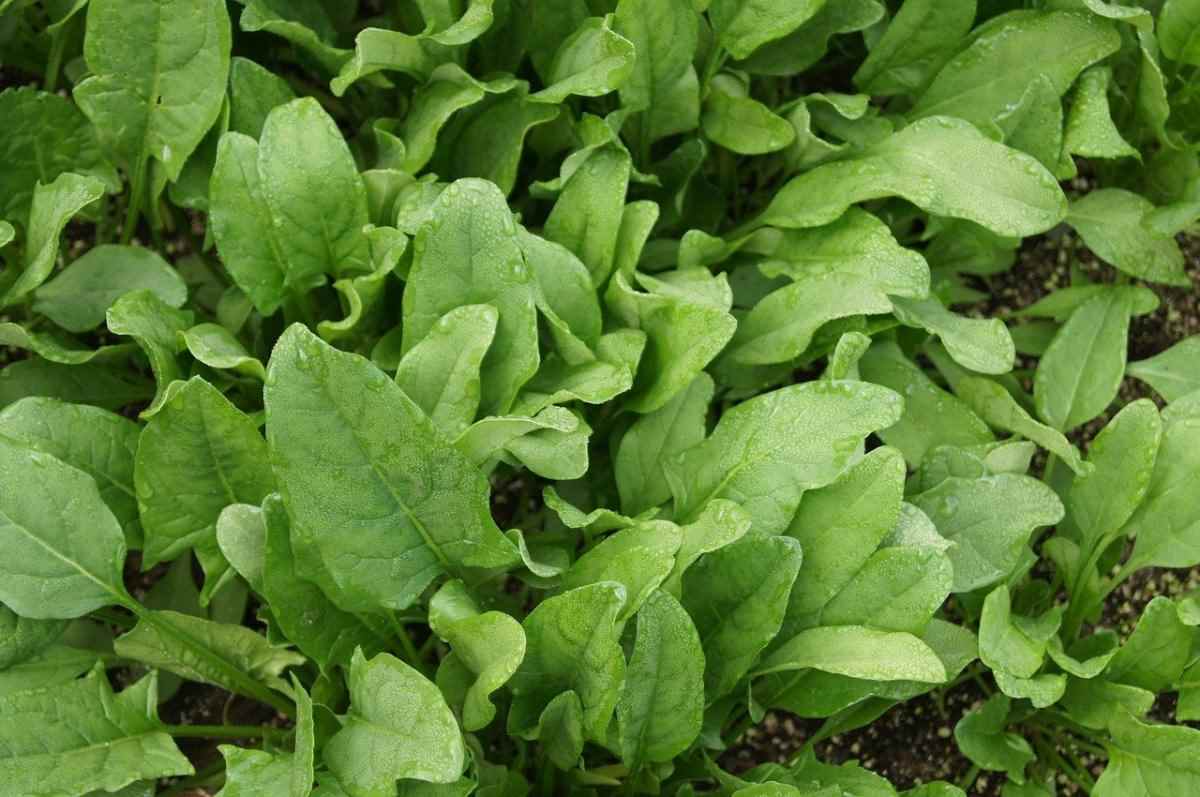 How to start spinach garden