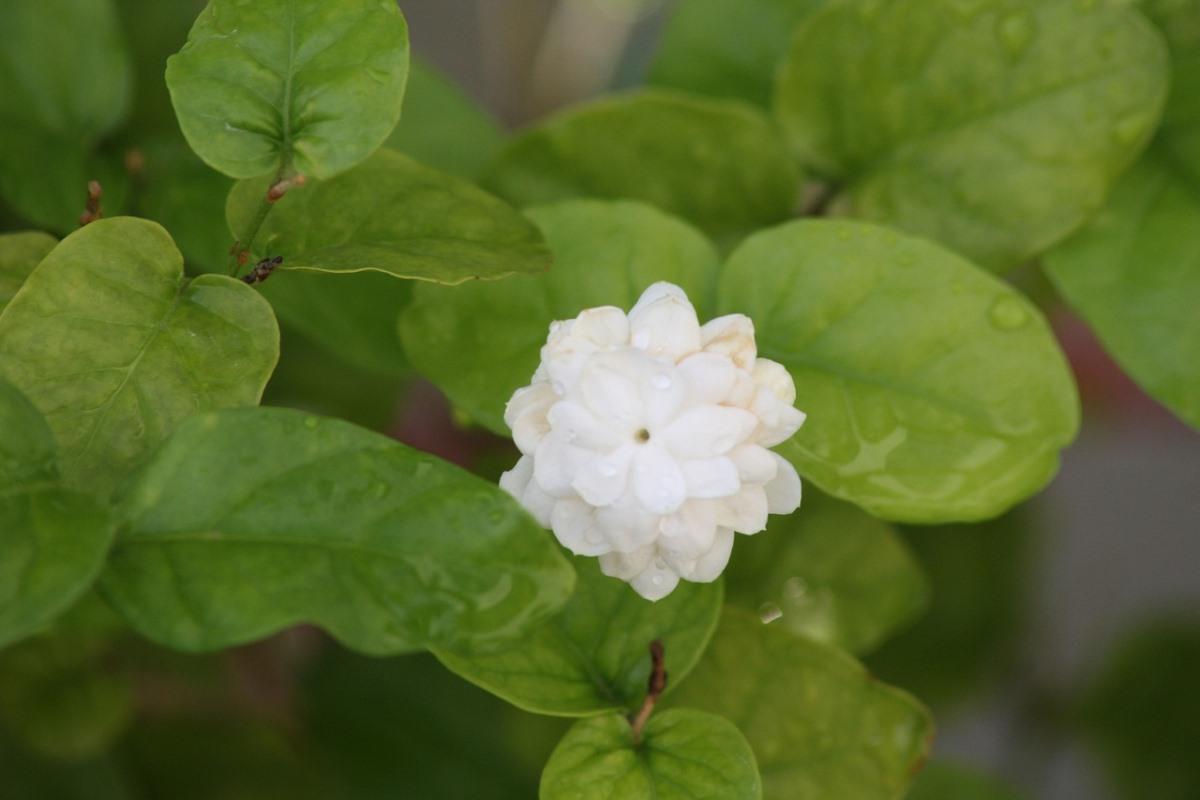 Jasmine bloom