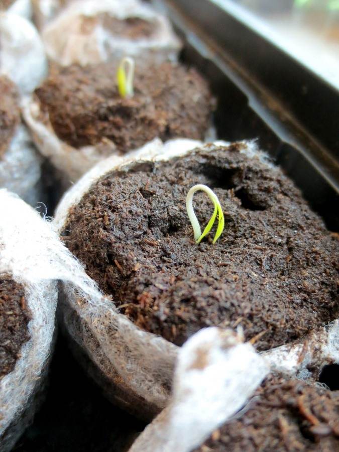 Questions about germinating seeds