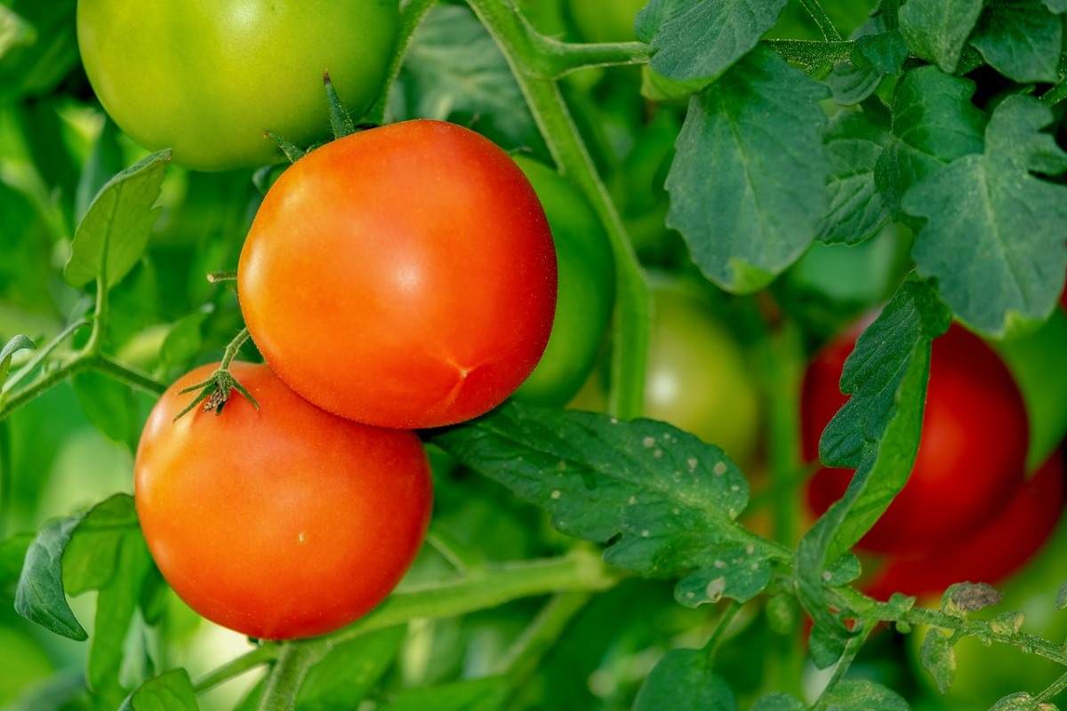 Tomato Farming in Backyard