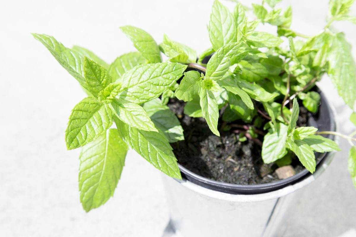 Growing Mint In a pot