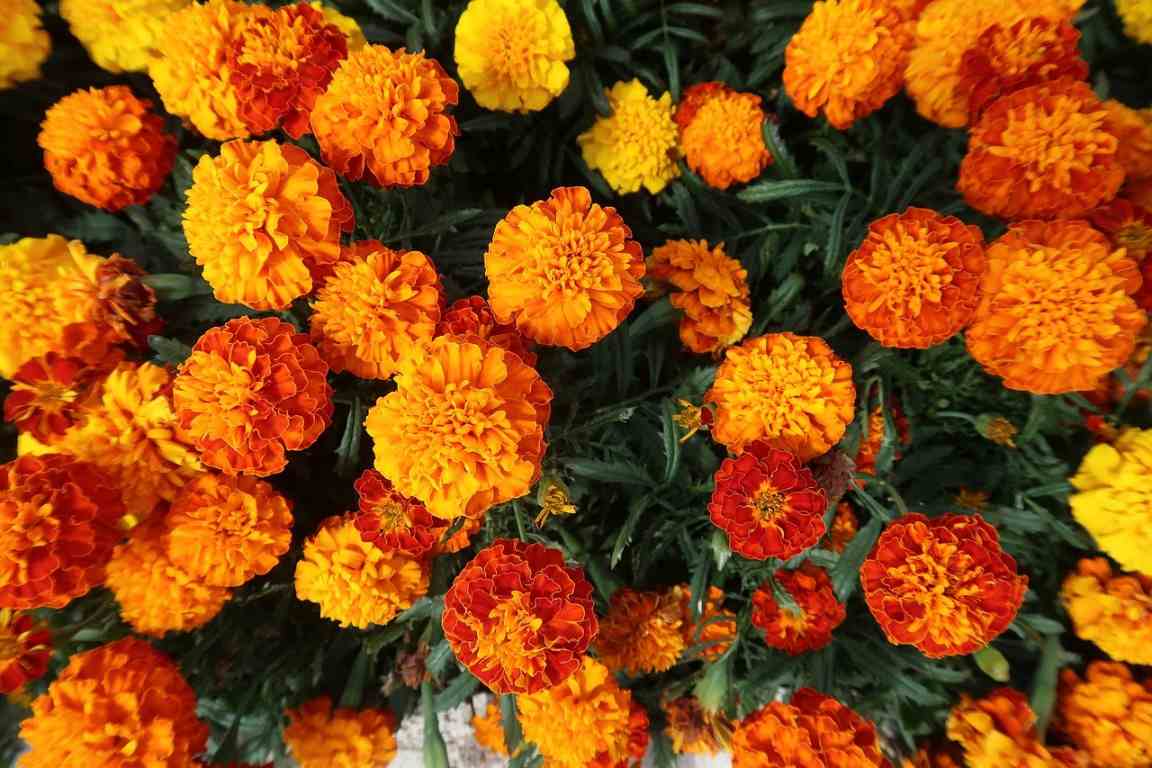 Marigold Planting Questions and Answers