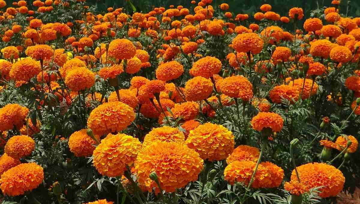 Marigold Gardening