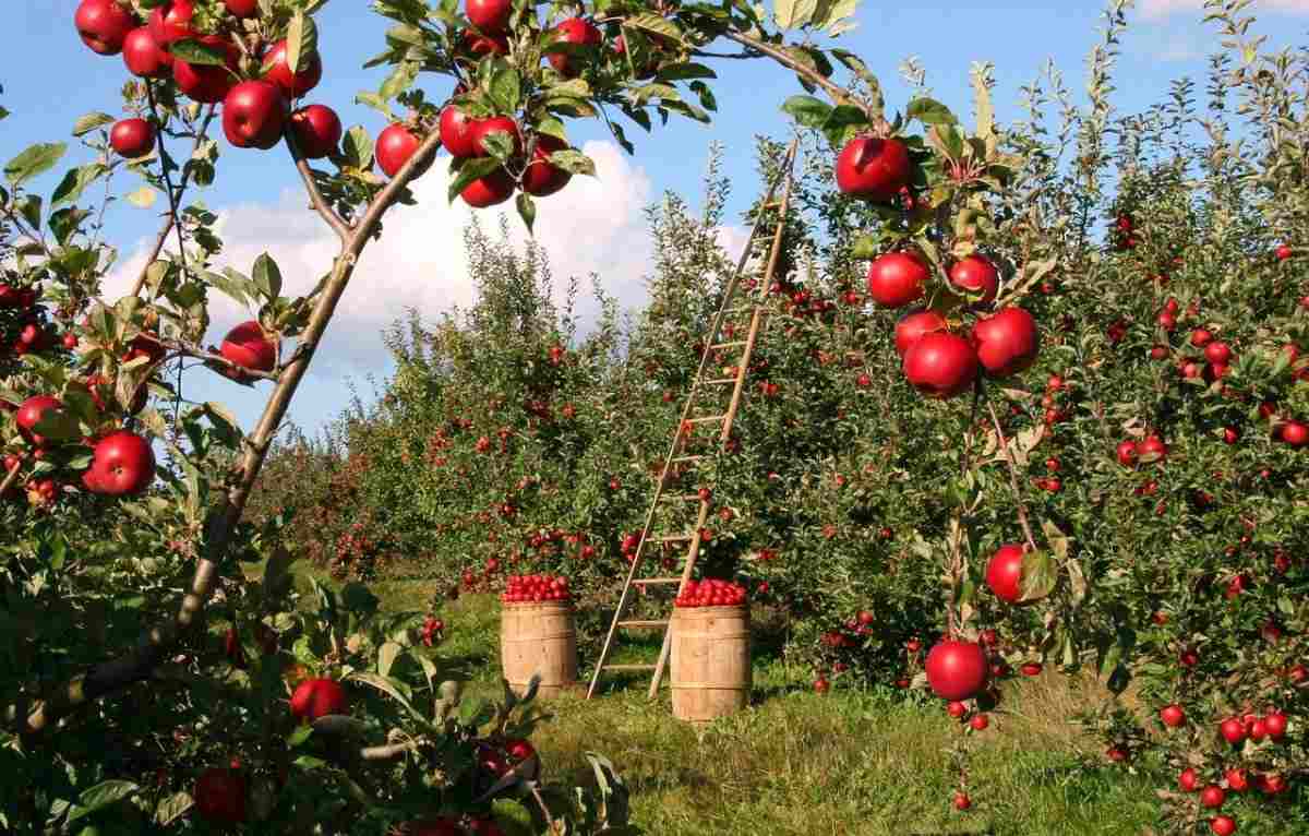 How to Start Apple Gardening