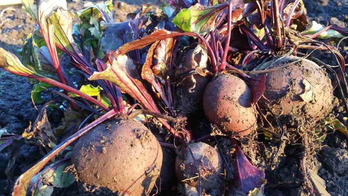 Ready to Harvest Beetroot