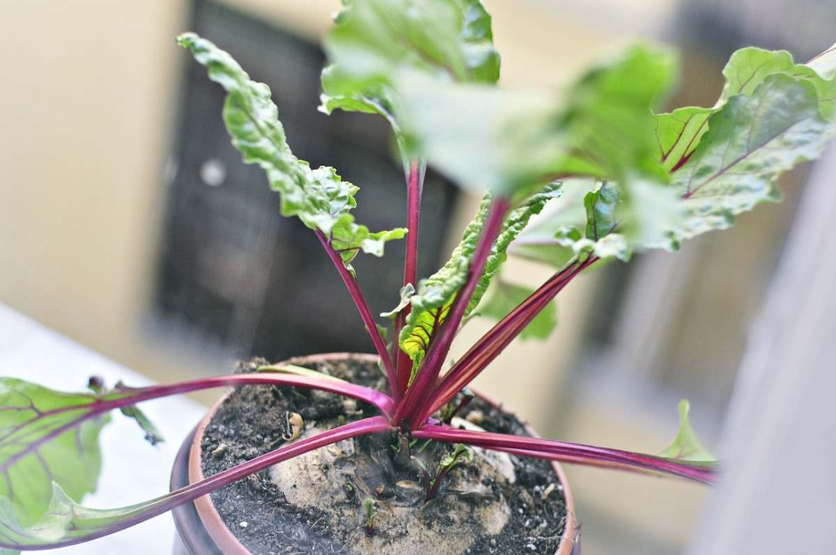 Growing Beetroot In Pots