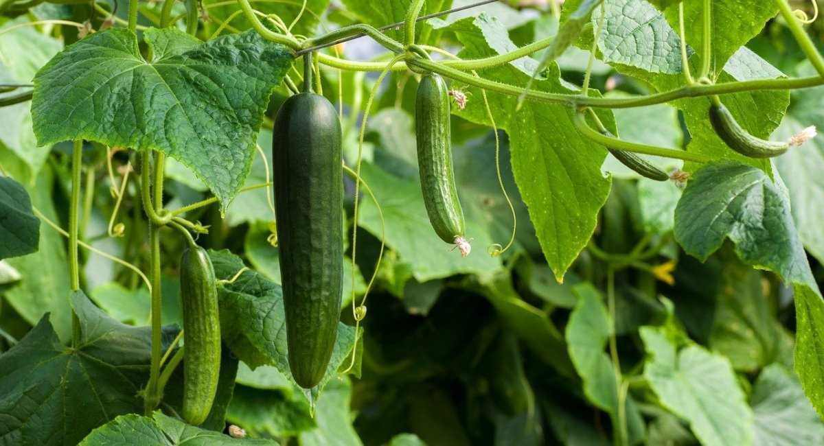 Cucumber Gardening Tips