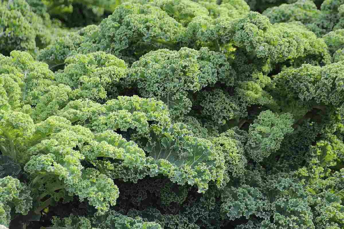 Kale Gardening for Beginners