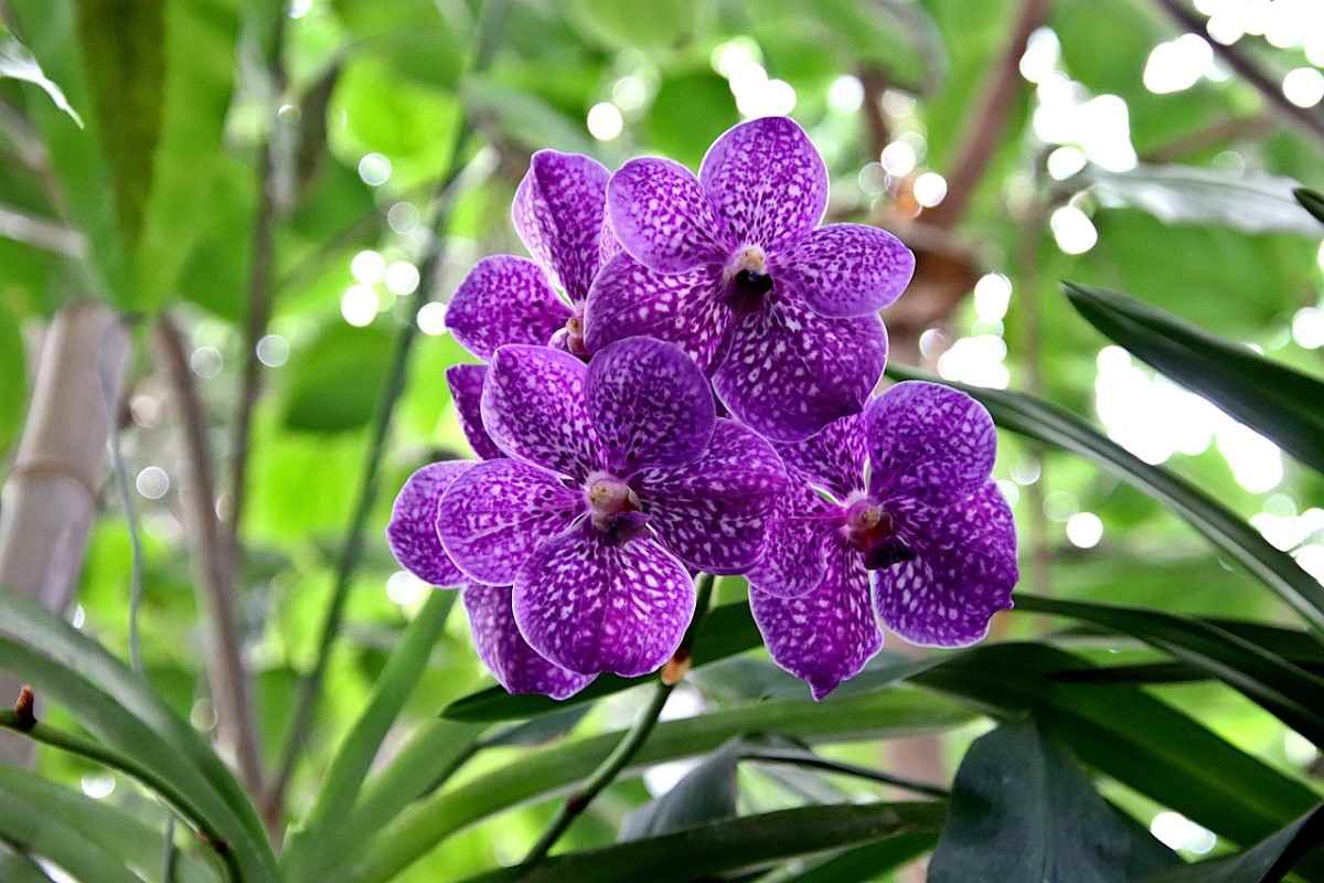 Orchid maintenance