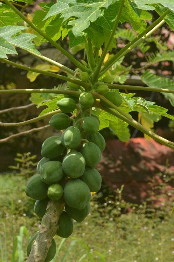 Best Soil for Papaya Tree