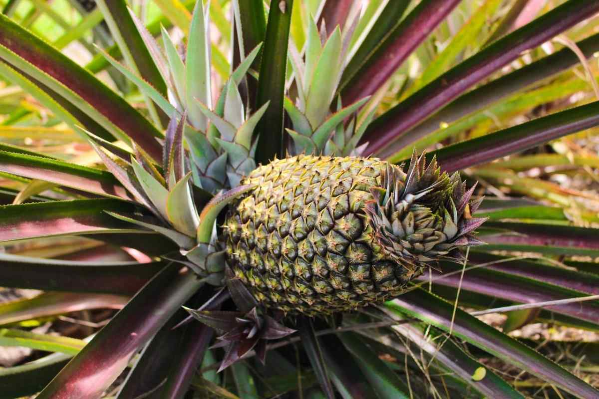 How to Grow Pineapples