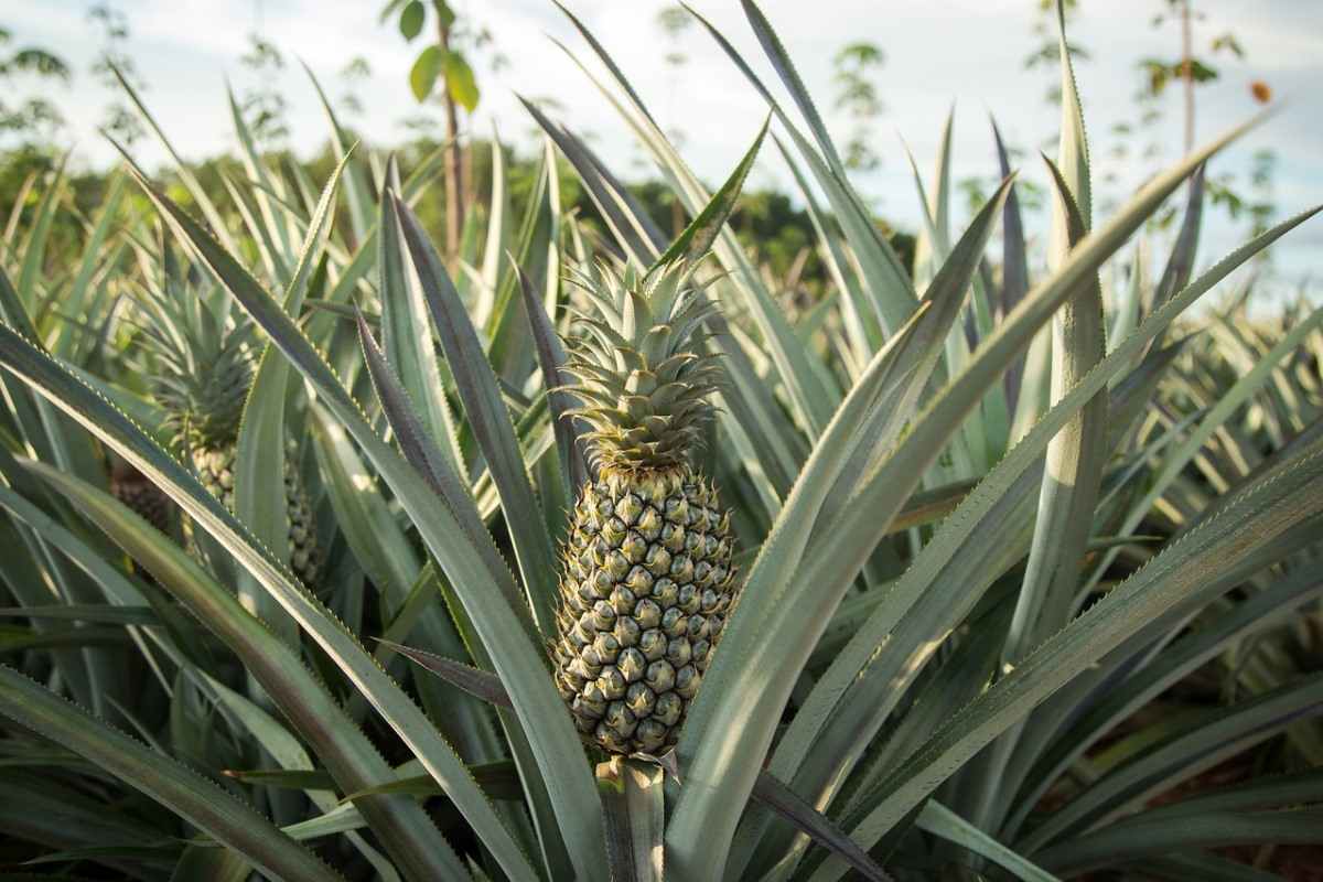 Best season to plant pineapples