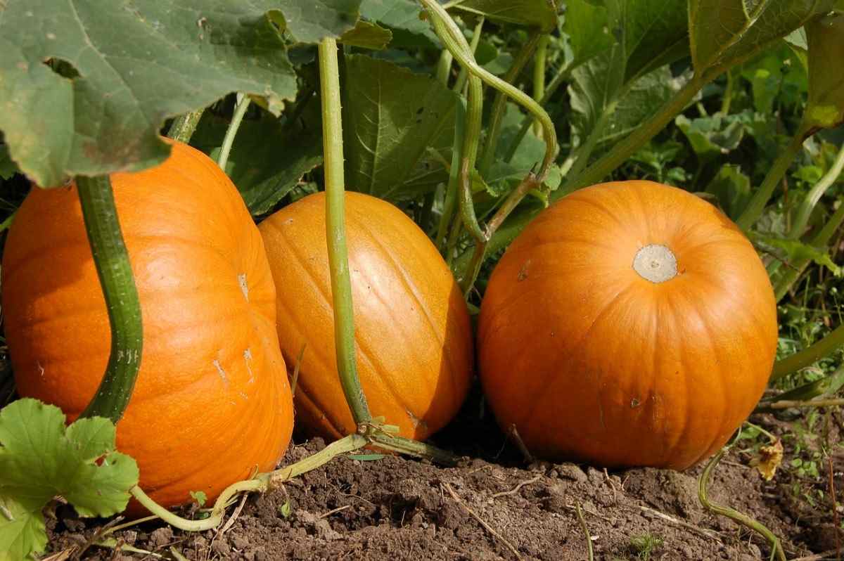 Pumpkin FAQs