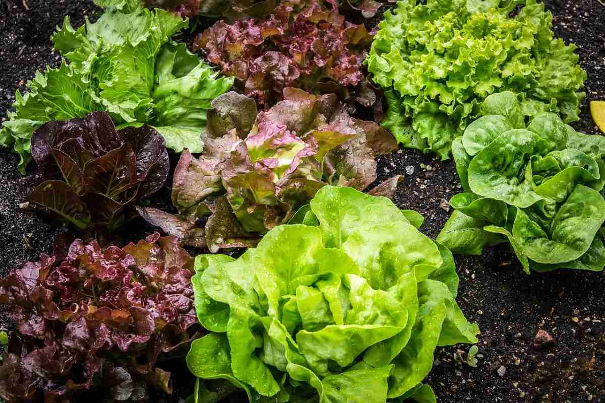 Lettuce Gardening for Beginners