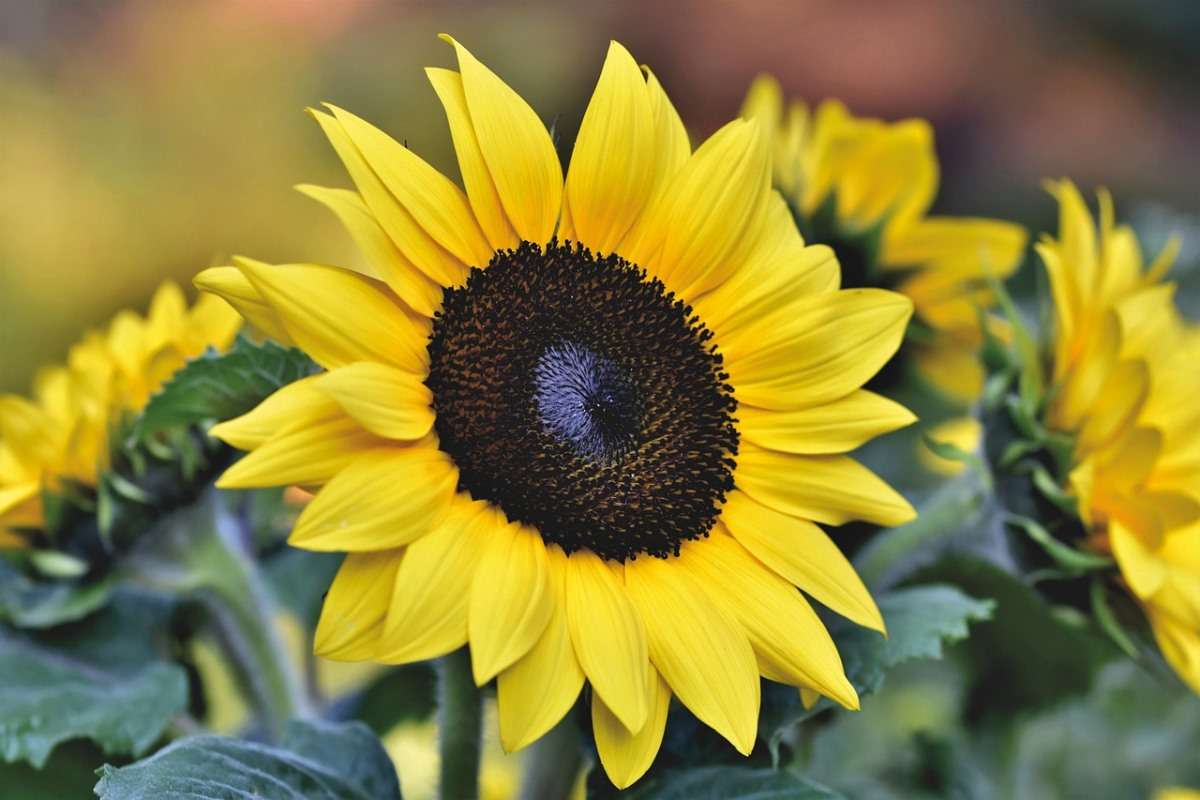 The optimal temperature for growing sunflowers