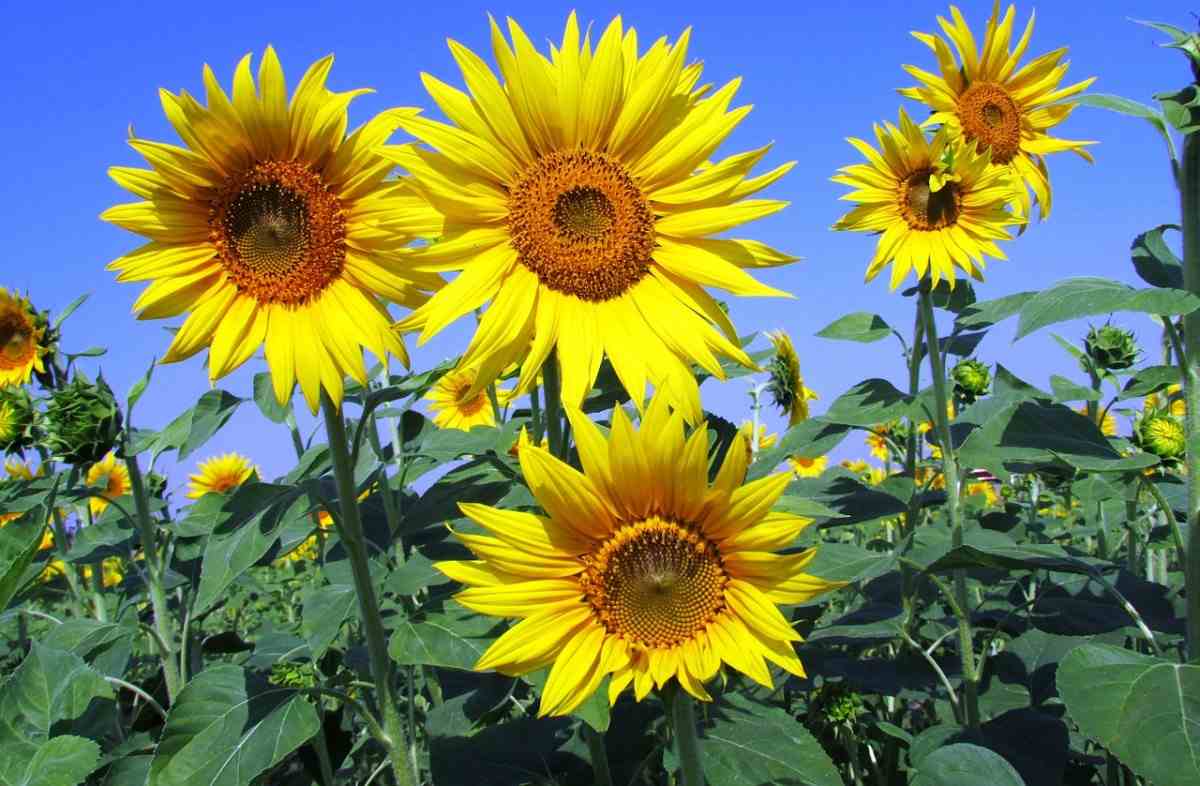 Sunflower Growing Questions and Answers