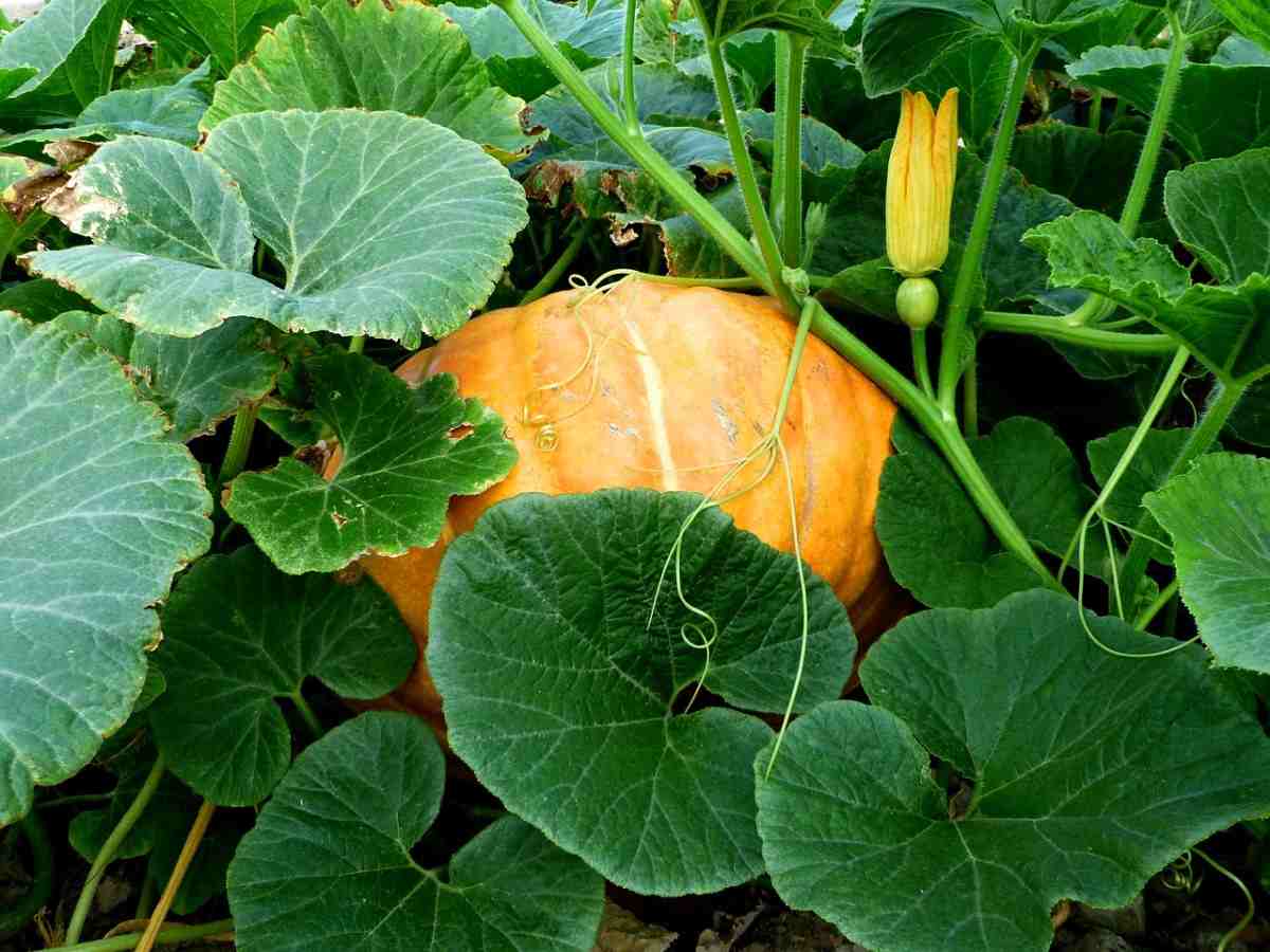 Pumpkin Plant Care 