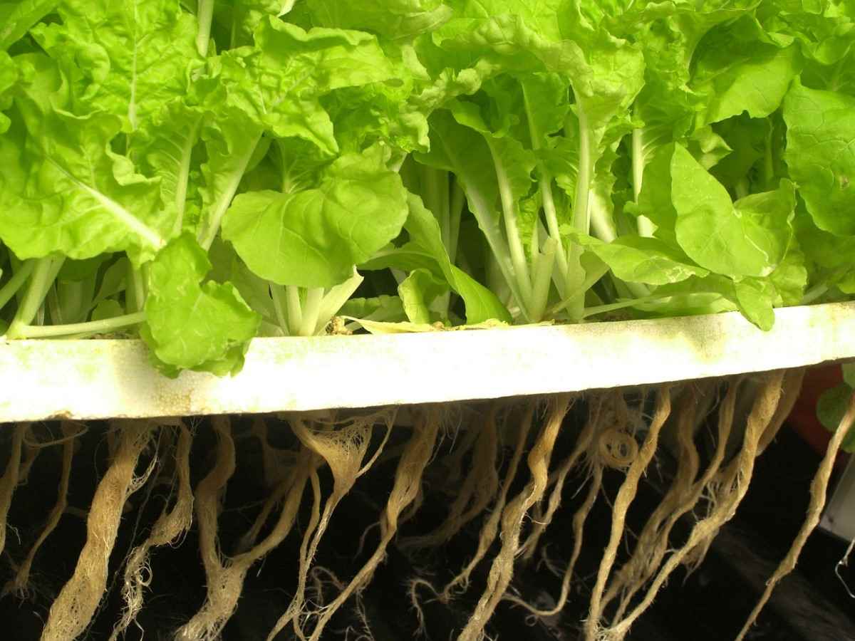 Hydroponic Lettuce Tips