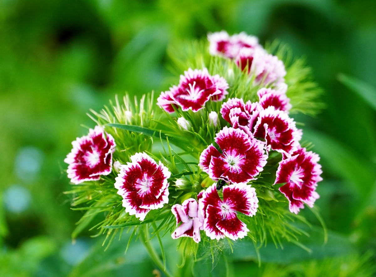 Dianthus flower