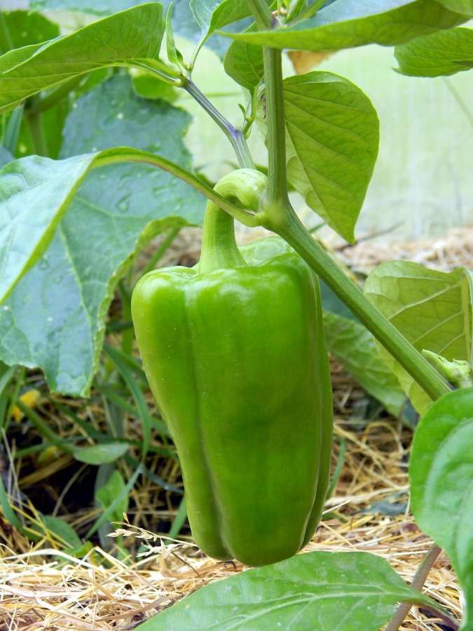 Growing Bell Pepper in the Backyard