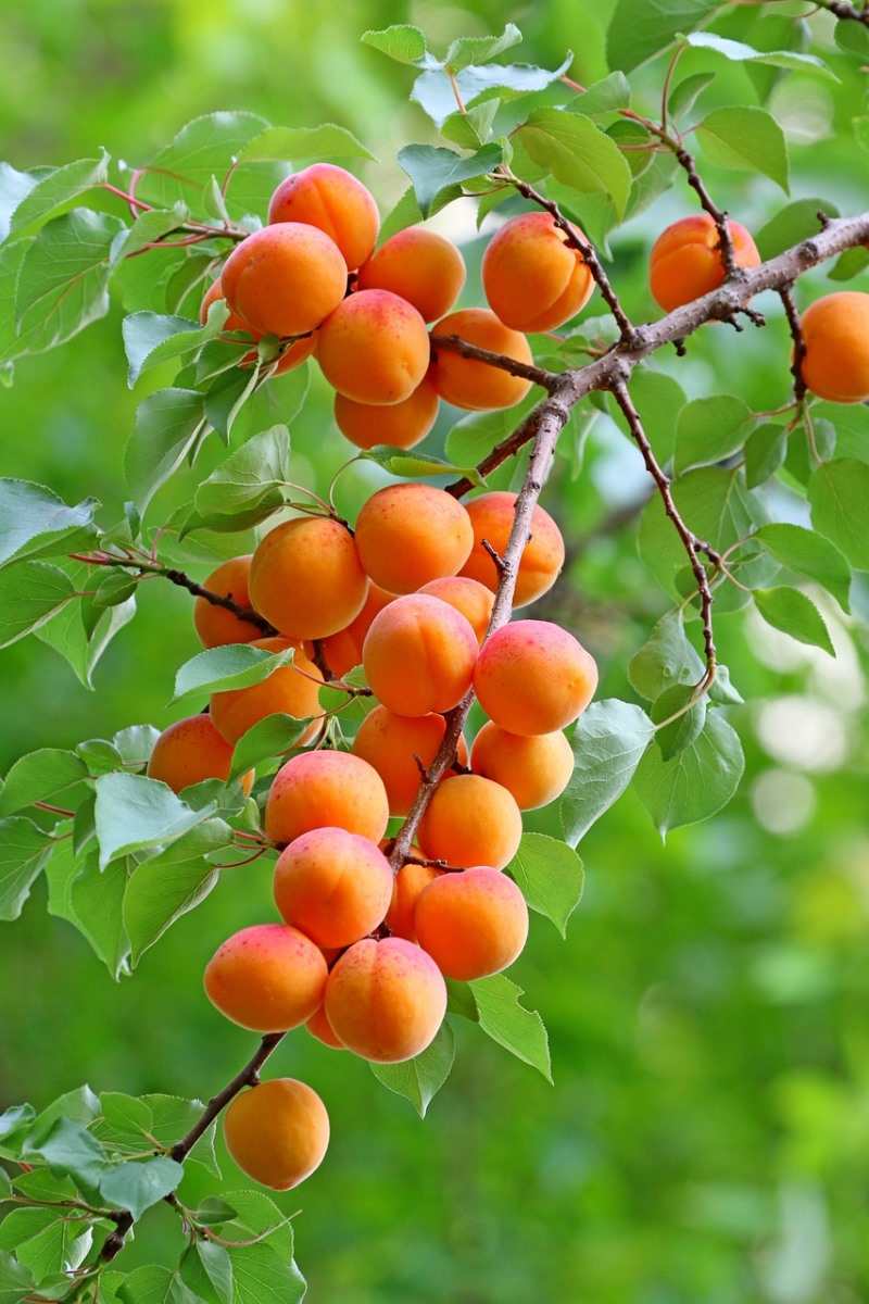 Growing Apricots for Beginners