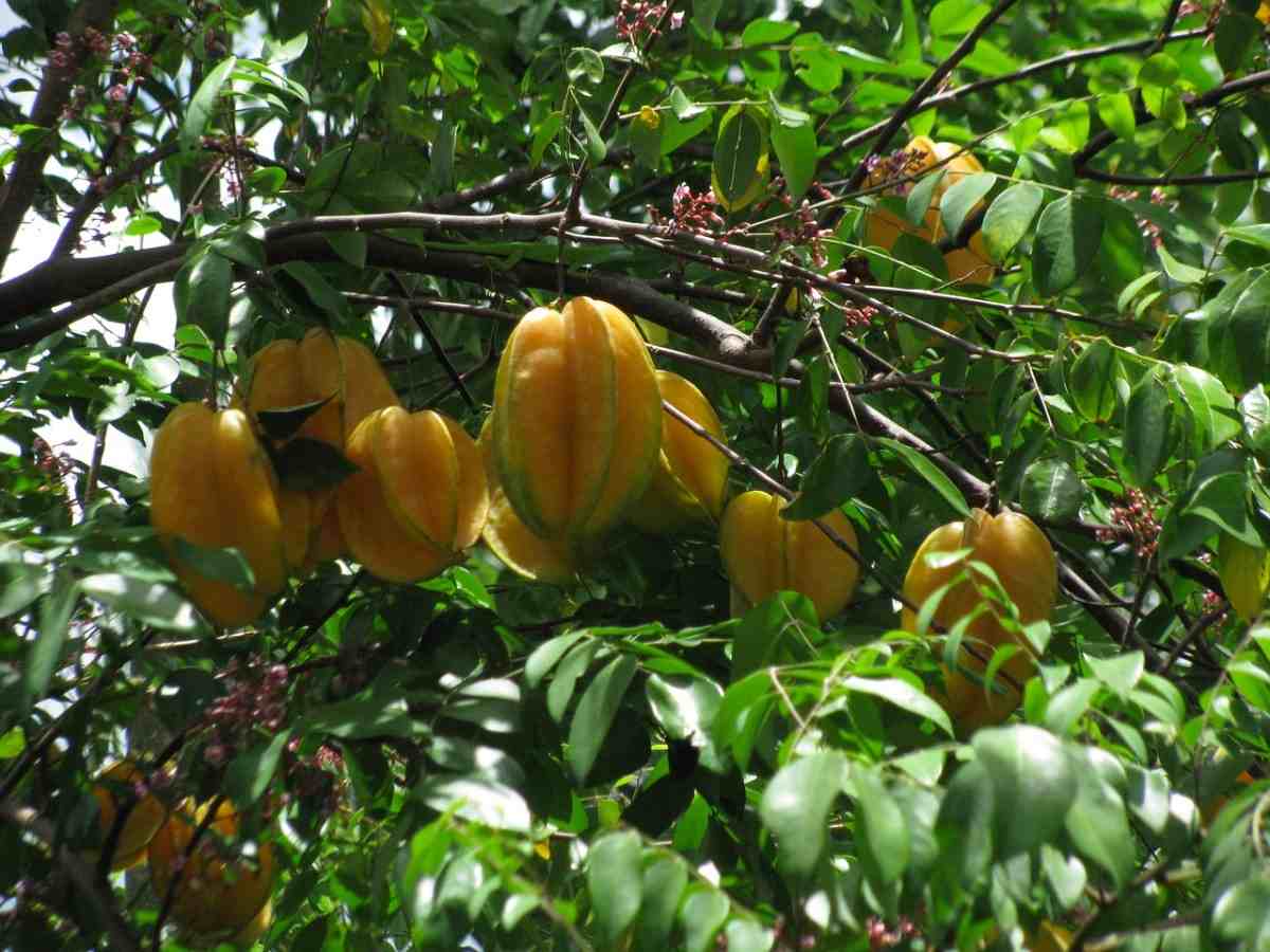  Growth of star fruit trees