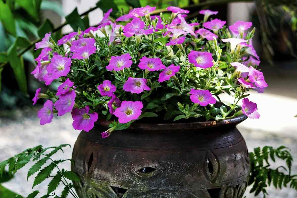 Home Container Gardening in India