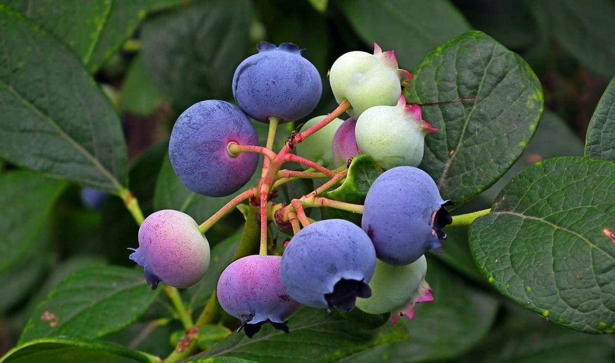 How to grow Blueberries In the homegarden