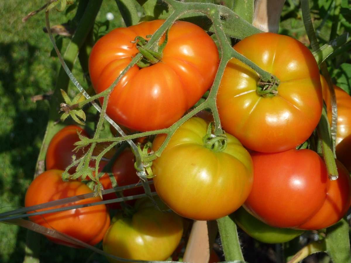 Backyard Grown Tomatoes 