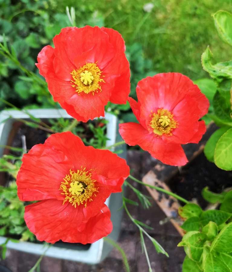 Growing Poppies in a Contianer