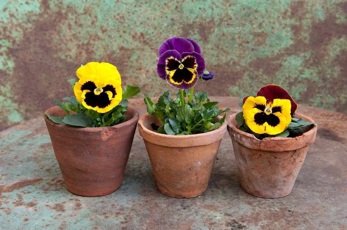 Growing Pansy Flowers In Pots