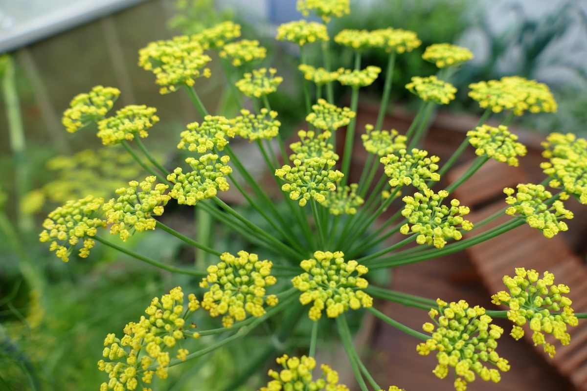 How To Grow Fennel Herb