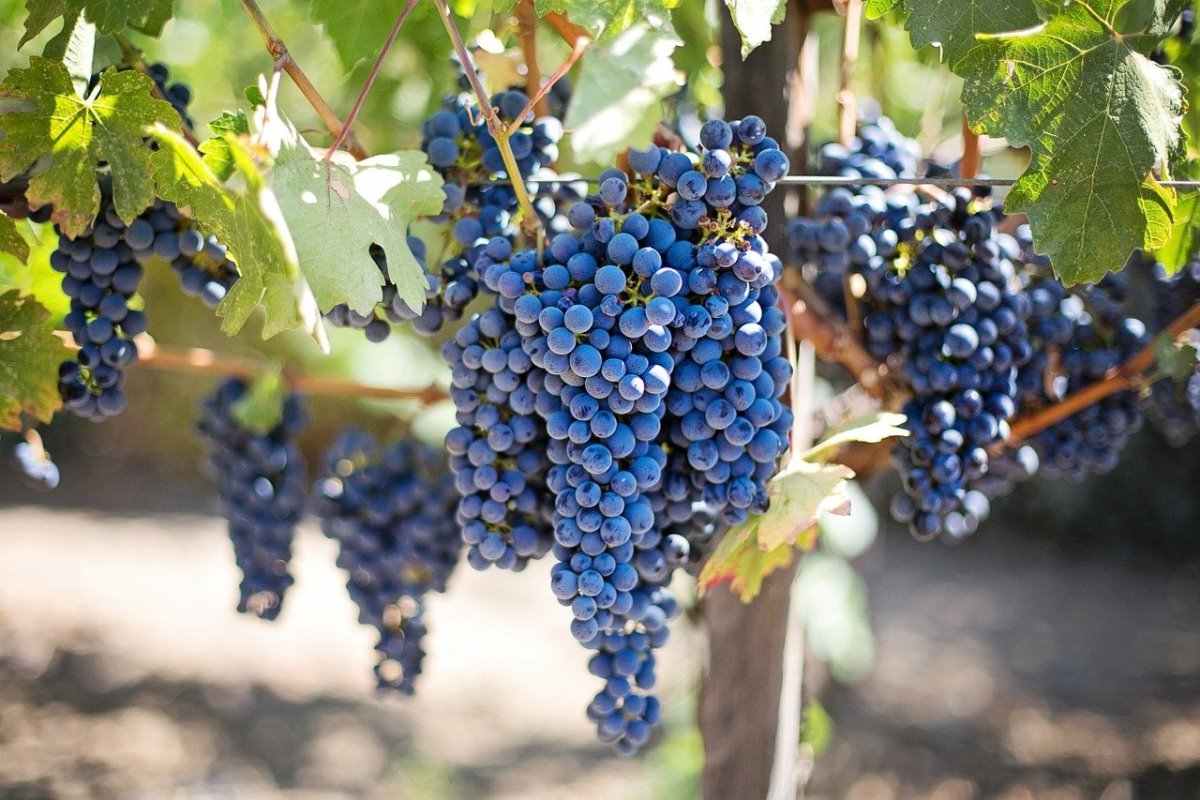 Growing Grapes in the USA