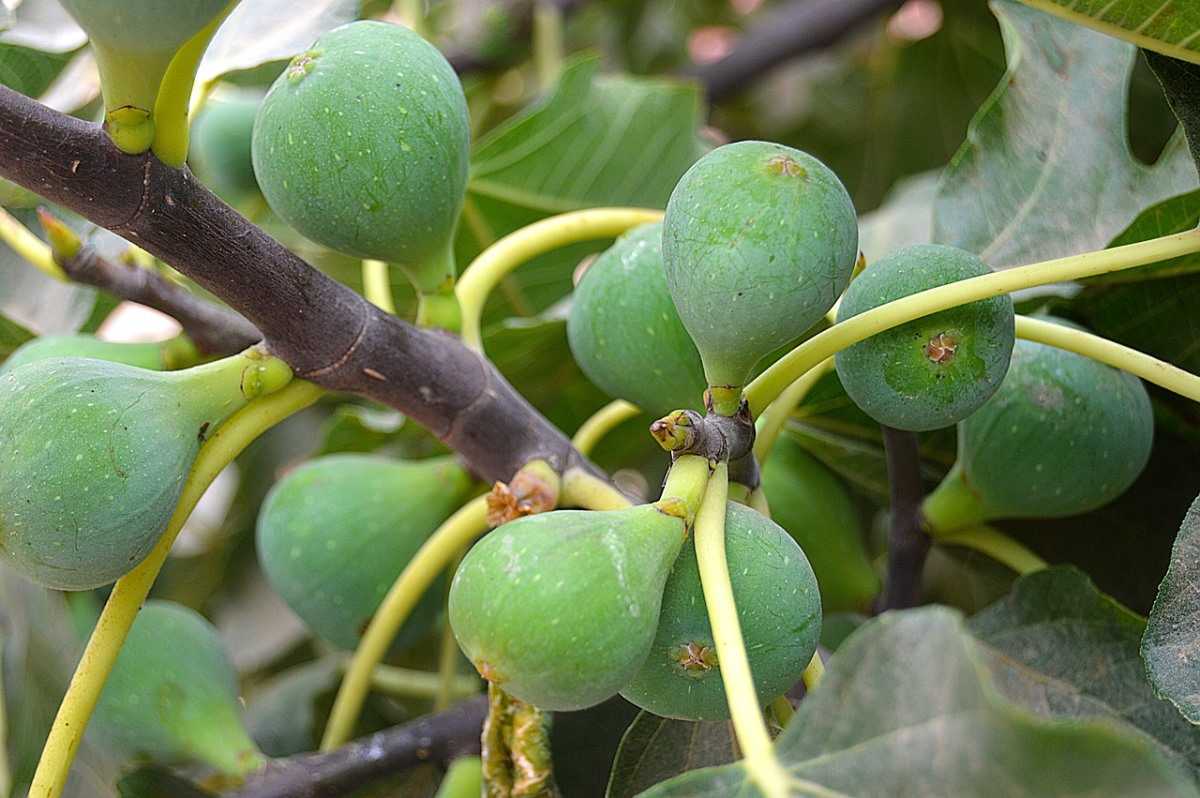 How to Grow a Fig Tree (Anjeer)