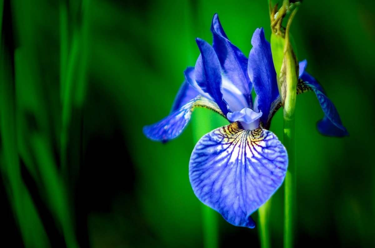 Iris Blue Bloom