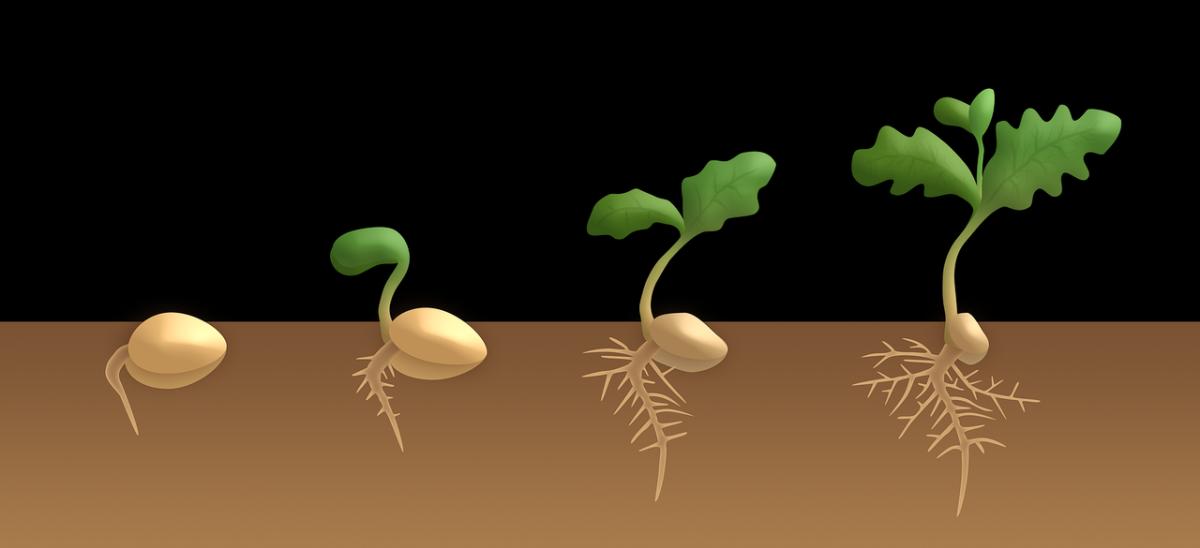 Stages of Seed Germination