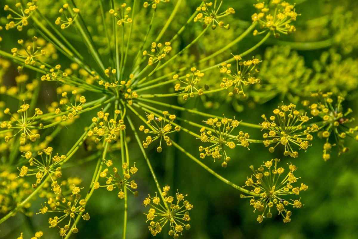 Fennel Plant Care
