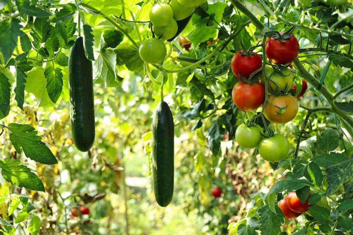How To Start Home Vegetable Gardening in the US