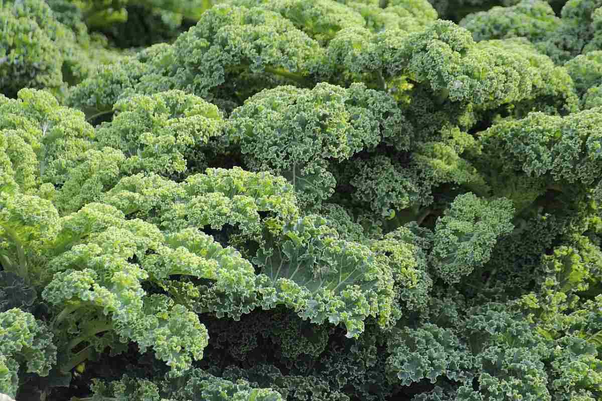 How To Grow Kale in the Backyard